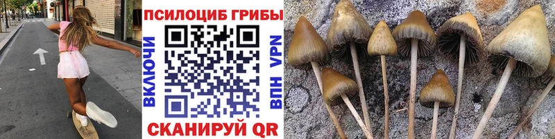 Псилоцибиновые грибы Psilocybe  Купить где  Иннополис 